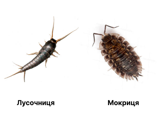 Лусочниця і мокриця — поширені побутові шкідники у вологих приміщеннях